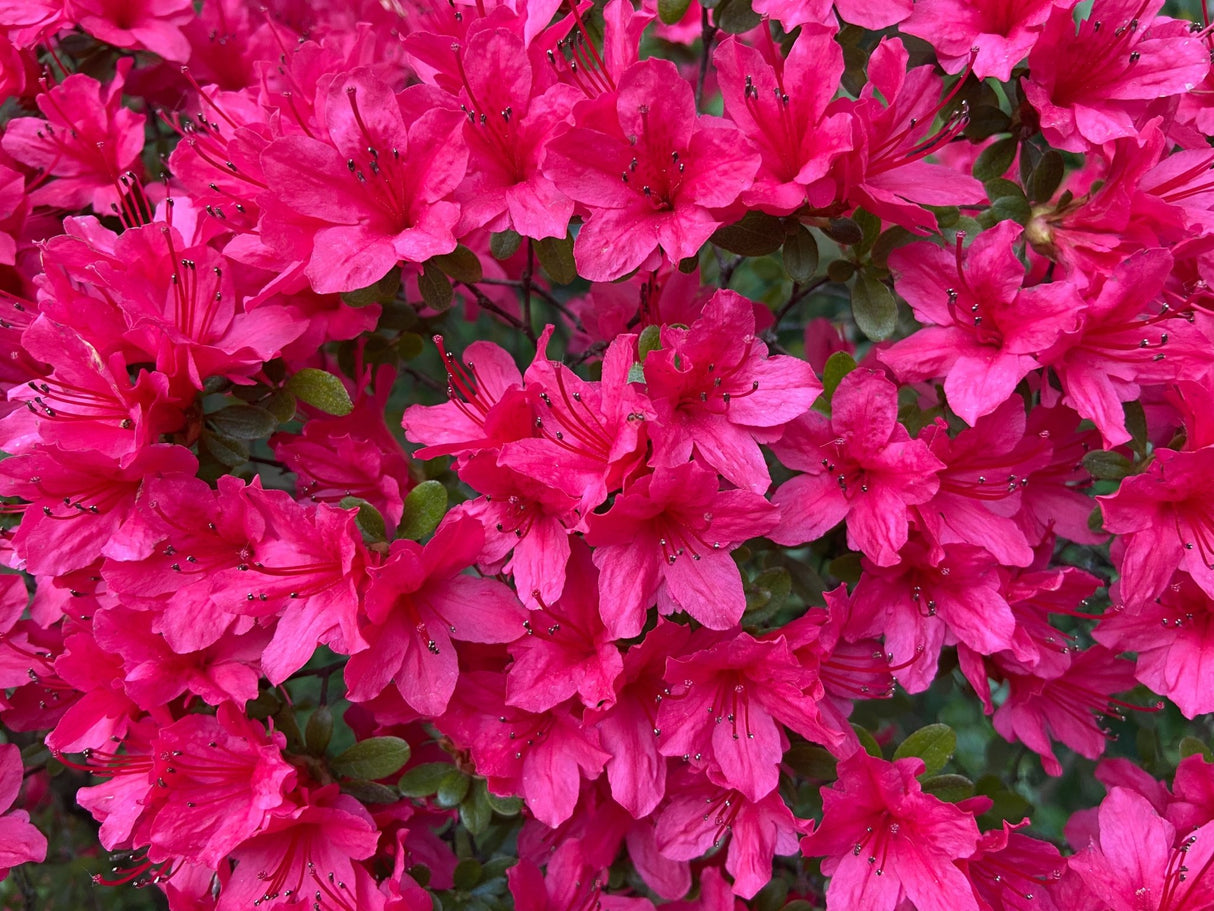 Bixby Azalea - Bush - Nature Hills Nursery - 3 Container - 