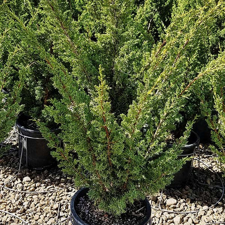 Blaauw Chinese Juniper - Nature Hills Nursery - #5 Container - 