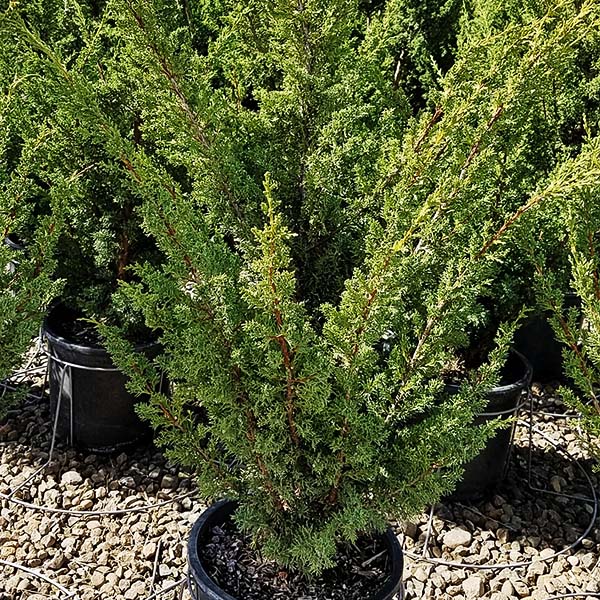 Blaauw Chinese Juniper