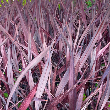 Black Adder Phormium - Nature Hills Nursery - #1 Container - 