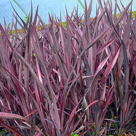 Black Adder Phormium - Nature Hills Nursery - #1 Container - 
