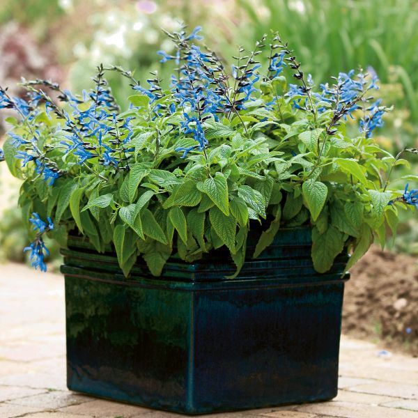 Black and Blue Salvia