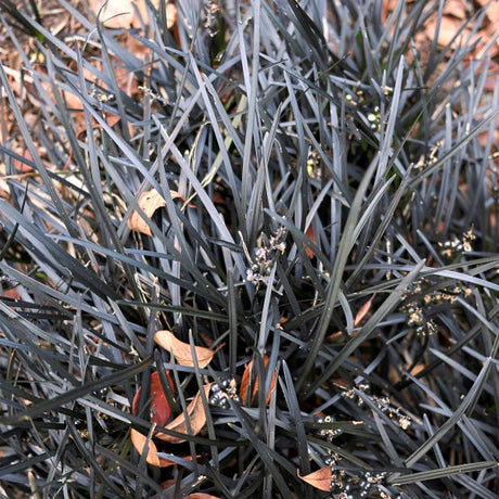 Black Beard Mondo Grass - Nature Hills Nursery - Quart Container - 