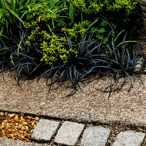 Black Beard Mondo Grass - Nature Hills Nursery - Quart Container - 