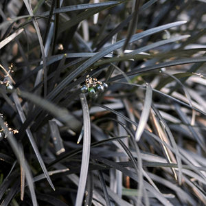 Black Beard Mondo Grass - Nature Hills Nursery - Quart Container - 