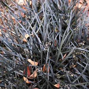 Black Beard Mondo Grass