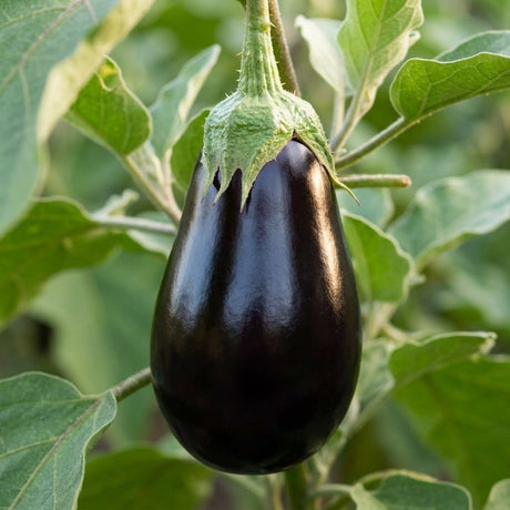 Black Beauty Eggplant growing on the vine, showing a large glossy deep purple fruit with green calyx and leaves.
