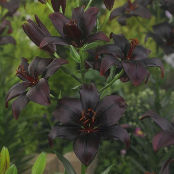 Black Charm Asiatic Lily - Bulbs - Nature Hills Nursery - 