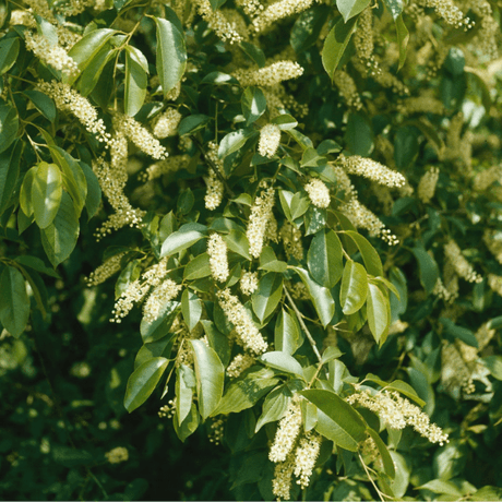 Black Cherry Tree - Nature Hills Nursery - #3 Container 2 - 3 Feet - 