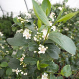 Black Chokeberry Bush