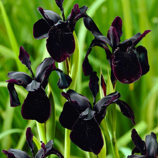 Black Chrysographes Iris - Nature Hills Nursery - 3 Pack Bulbs - 
