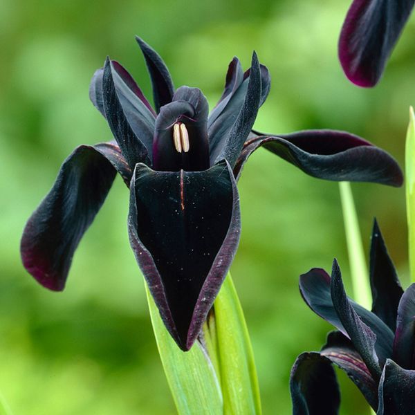 Black Chrysographes Iris - Nature Hills Nursery - 3 Pack Bulbs - 