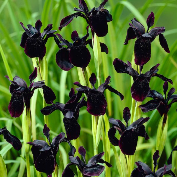 Black Chrysographes Iris - Nature Hills Nursery - 3 Pack Bulbs - 