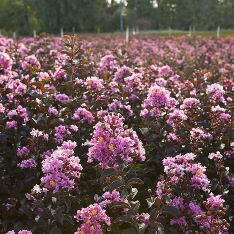 Black Diamond® Lavender Lace™ Crape Myrtle - Nature Hills Nursery - #1 Container - 