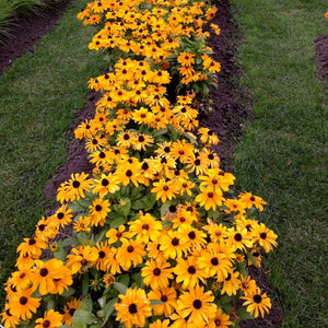 black-eyed susan goldsturm rudbeckia - live plant - gallon pot Goldsturm Black - Eyed Susan
