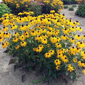 black-eyed susan goldsturm rudbeckia - live plant - gallon pot Goldsturm Black - Eyed Susan