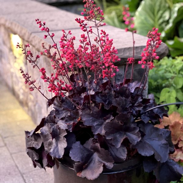 Close-up of red heuchera flowers on Black Forest Cake Coral Bells blooming in early summer to late summer to late spring.