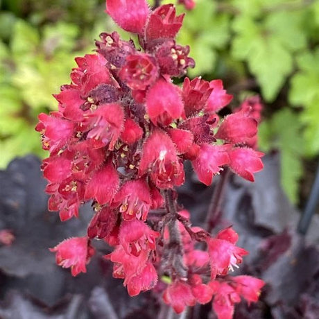 Black Forest Cake Coral Bells (Heuchera 'Black Forest Cake'), a perennial featuring red flowers and perennial.