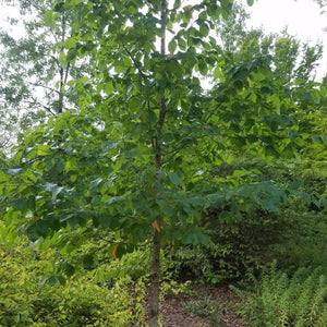 Black Gum Tree (Nyssa sylvatica), a tree featuring white flowers and deciduous.
