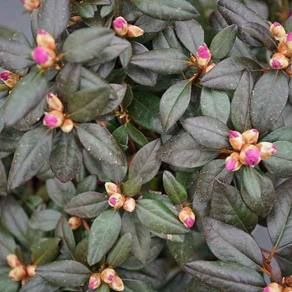 Black Hat Rhododendron