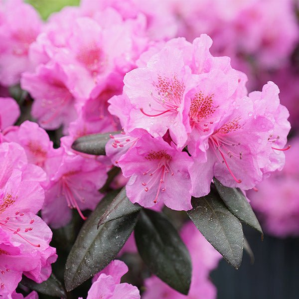 Black Hat Rhododendron