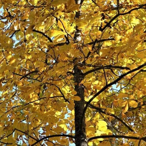 Black Hickory Tree - Nature Hills Nursery - #3 Container 1 - 2 Feet - 