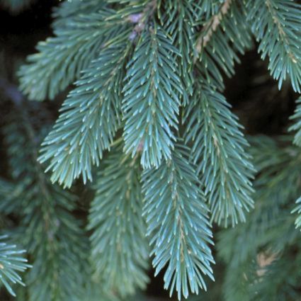 Detail view of Black Hills Spruce Tree (Picea glauca 'Densata' var. densata) showing plant structure and foliage.