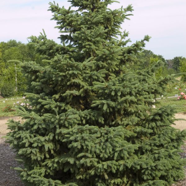Black Hills Spruce Tree (Picea glauca 'Densata' var. densata) growing in a garden landscape, showing mature tree form.