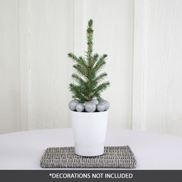 Black Hills Spruce Tabletop Christmas Tree