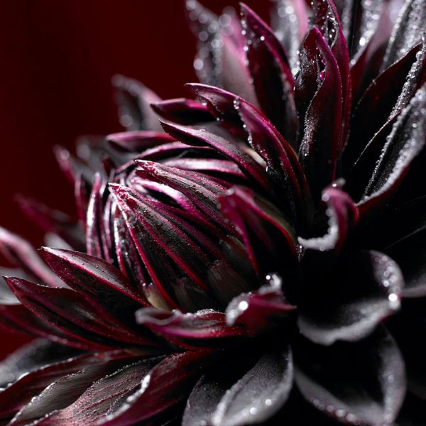 Black Jack Dahlia - Nature Hills Nursery - 7 Pack Bulbs - 
