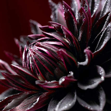 Black Jack Dahlia - Nature Hills Nursery - 7 Pack Bulbs - 