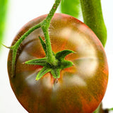 Black Krim Tomato