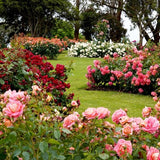 Black Magic&reg; Hybrid Tea Rose - Nature Hills Nursery - Bareroot - 