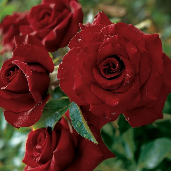 Black Magic&reg; Hybrid Tea Rose - Nature Hills Nursery - Bareroot - 