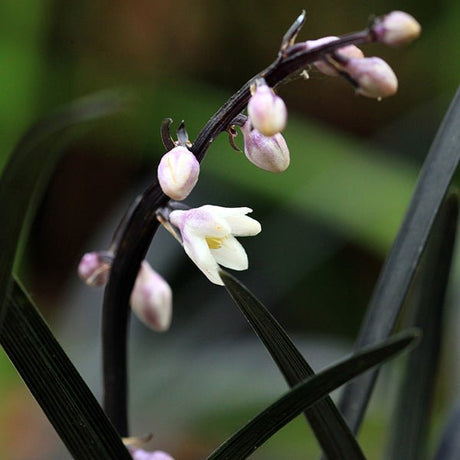 Black Mondo Grass