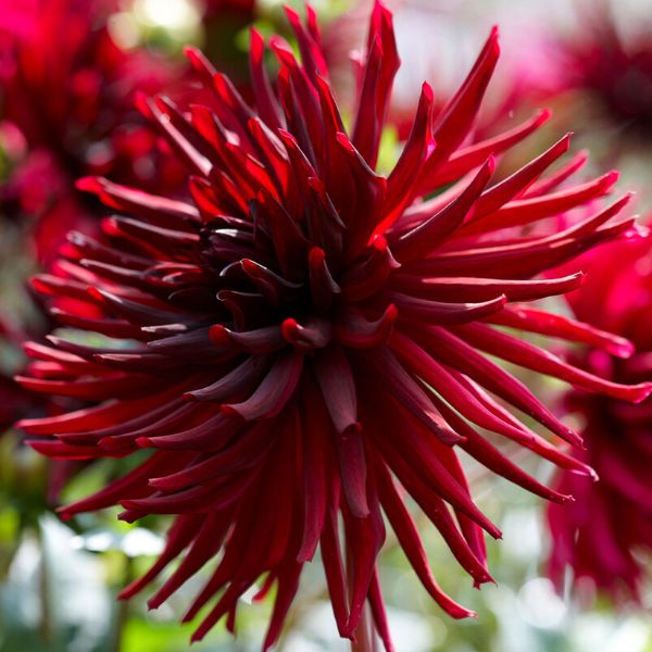 Black Narcissus Dahlia - Nature Hills Nursery - 5 Pack Bulbs - 