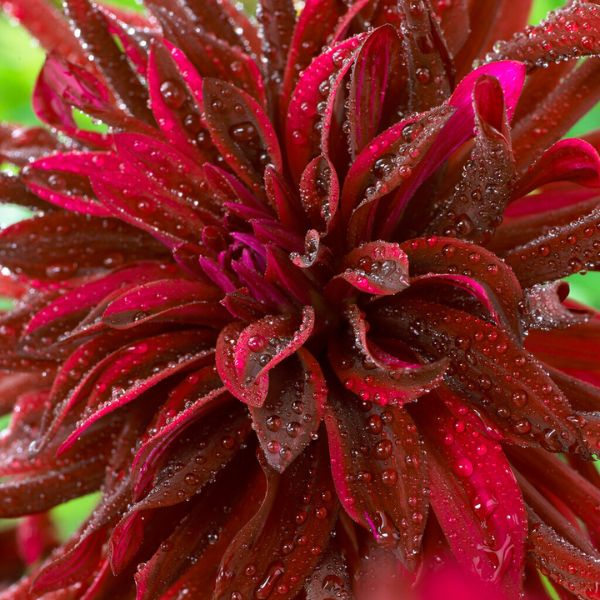 Black Narcissus Dahlia - Nature Hills Nursery - 5 Pack Bulbs - 