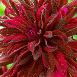 Black Narcissus Dahlia - Nature Hills Nursery - 5 Pack Bulbs - 