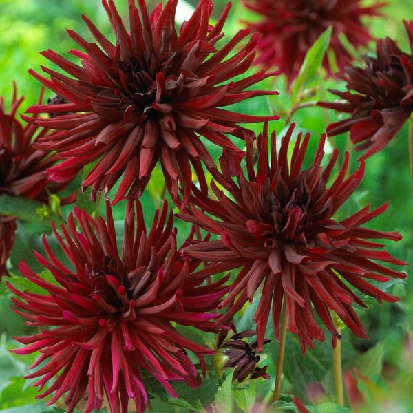 Black Narcissus Dahlia - Nature Hills Nursery - 5 Pack Bulbs - 
