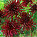 Black Narcissus Dahlia - Nature Hills Nursery - 5 Pack Bulbs - 