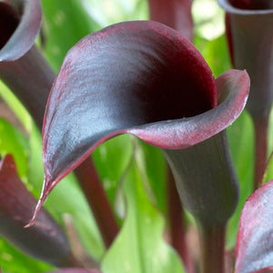 Black Star Calla Lily - Nature Hills Nursery - 5 Pack Bulbs - 