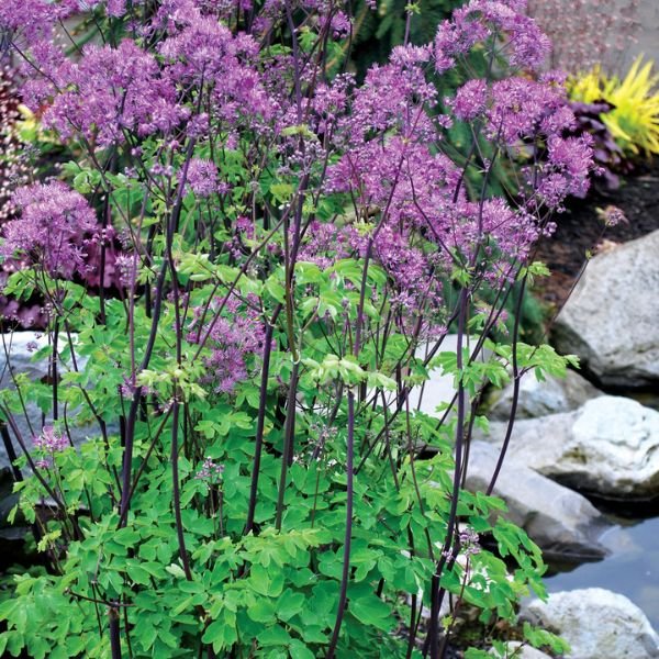 Black Stockings Meadow Rue - Nature Hills Nursery - #1 Container - 