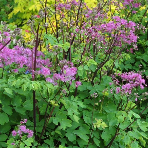 Black Stockings Meadow Rue - Nature Hills Nursery - #1 Container - 