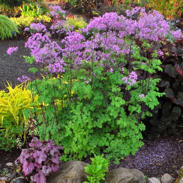 Black Stockings Meadow Rue - Nature Hills Nursery - #1 Container - 