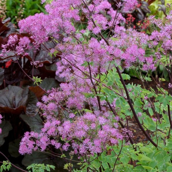 Black Stockings Meadow Rue - Nature Hills Nursery - #1 Container - 