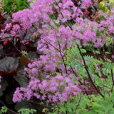 Black Stockings Meadow Rue - Nature Hills Nursery - #1 Container - 