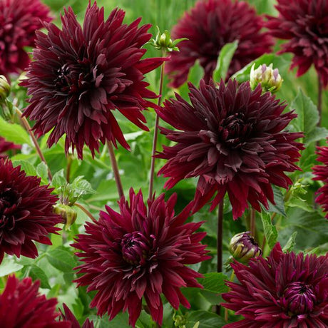 Black Touch Dahlia - Nature Hills Nursery - 3 Pack Bulbs - 
