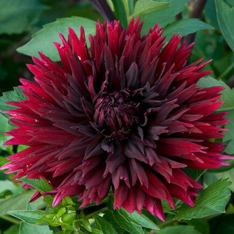Black Touch Dahlia - Nature Hills Nursery - 3 Pack Bulbs - 