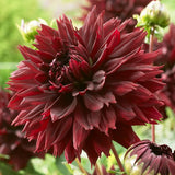 Black Touch Dahlia - Nature Hills Nursery - 3 Pack Bulbs - 