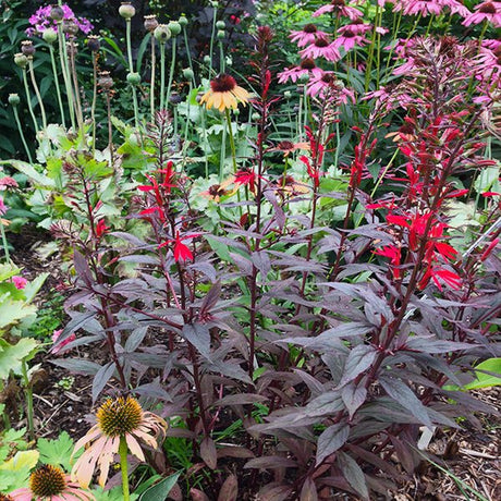 Black Truffle Cardinal Flower - Nature Hills Nursery - #1 Container - 
